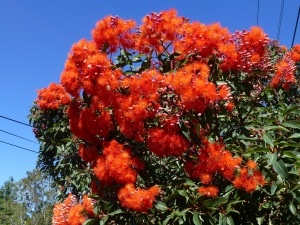 West Australian Red-flowering Gums